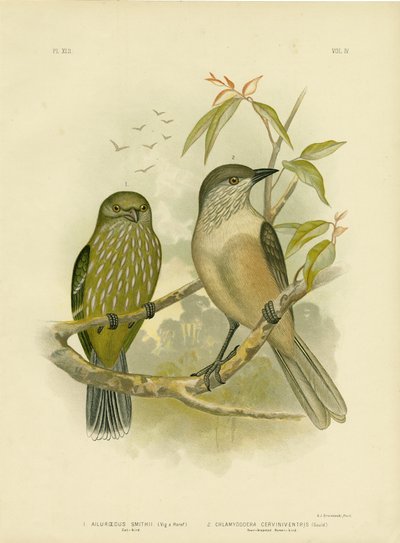 Catbird by Gracius Broinowski